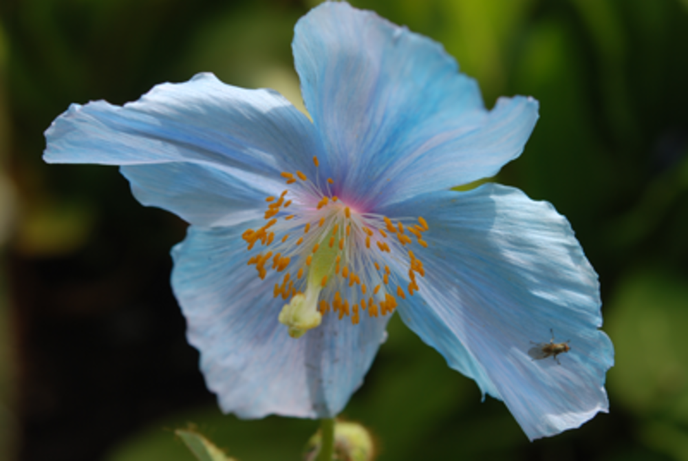Single pale blue flower.